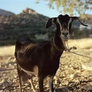 goat rope.jpg