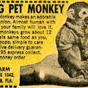 Mail Order Monkey.jpg